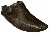 Serrated, Tyrannosaur (Nanotyrannus) Tooth - Montana #350378-1